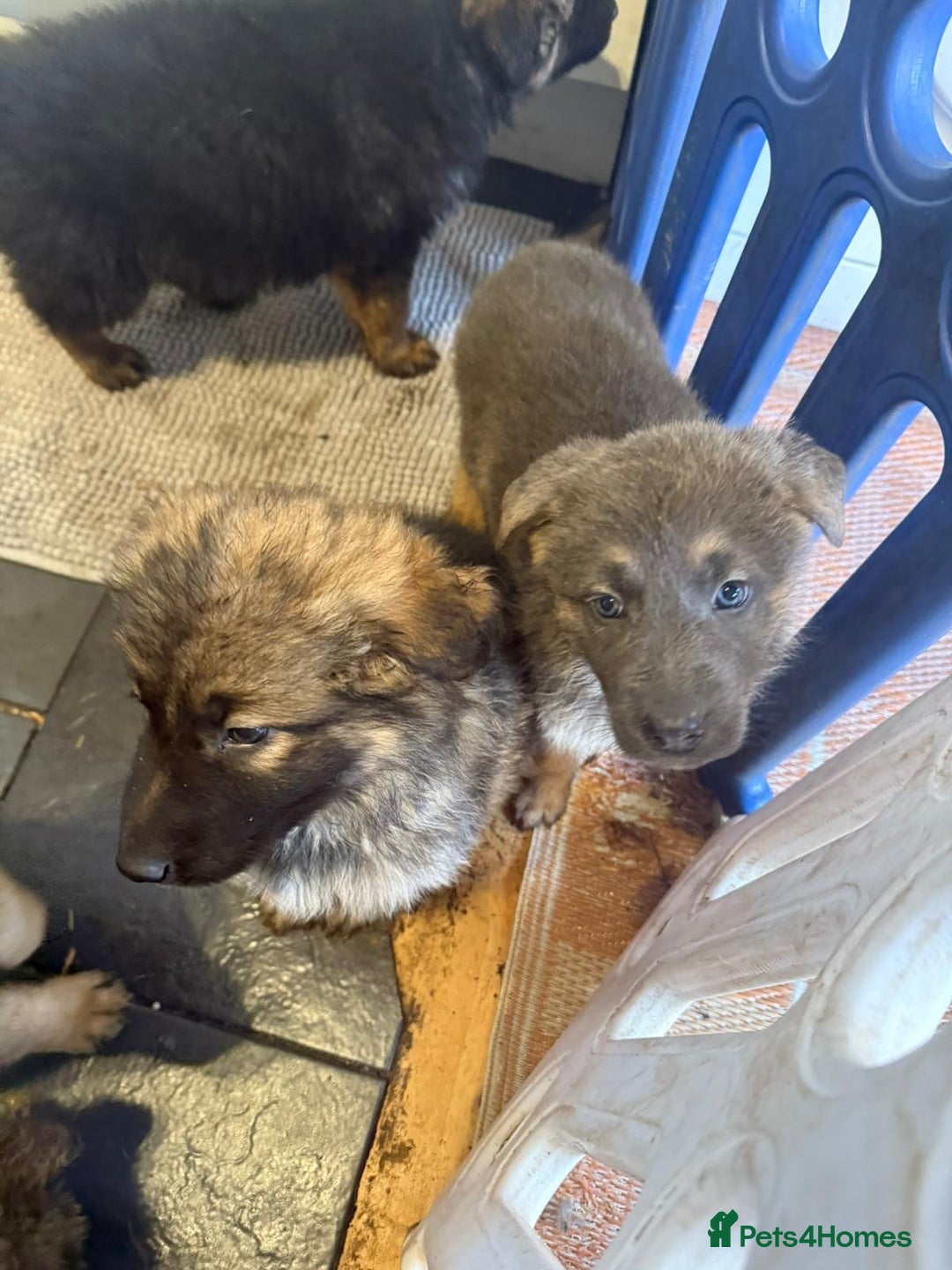 German Shepherd dogs for sale: German shepherd puppies - Advert 14