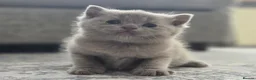 British Shorthair cats for sale: Gorgeous British Shorthair kittens Cute & Adorable - Advert 10