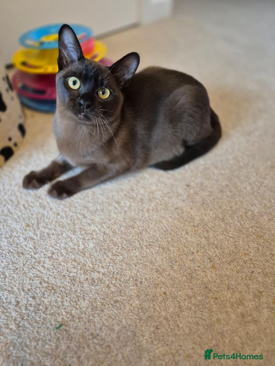 Burmese cats Stunning Pedigree Brown Male Burmese - Advert 7