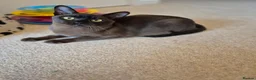 Burmese cats for sale: Stunning Pedigree Brown Male Burmese - Advert 1