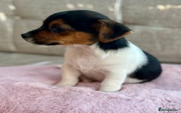 Jack Russell dogs for sale: Traditional Miniature Jack Russell Puppies! - Advert 17
