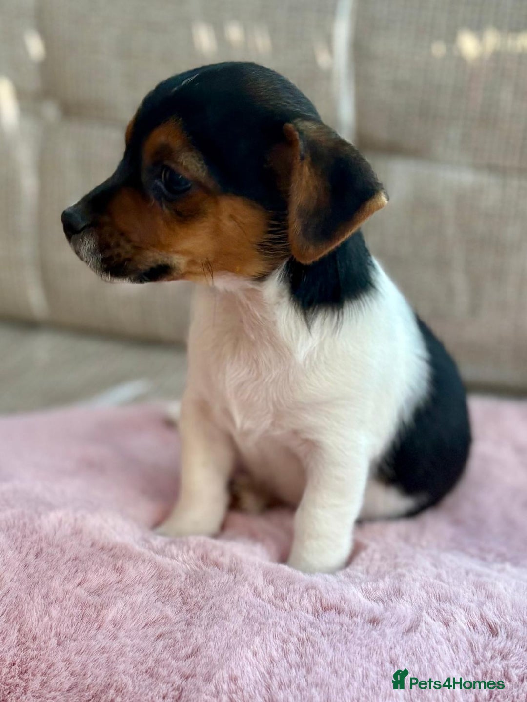 Jack Russell dogs for sale: Traditional Miniature Jack Russell Puppies! - Advert 17