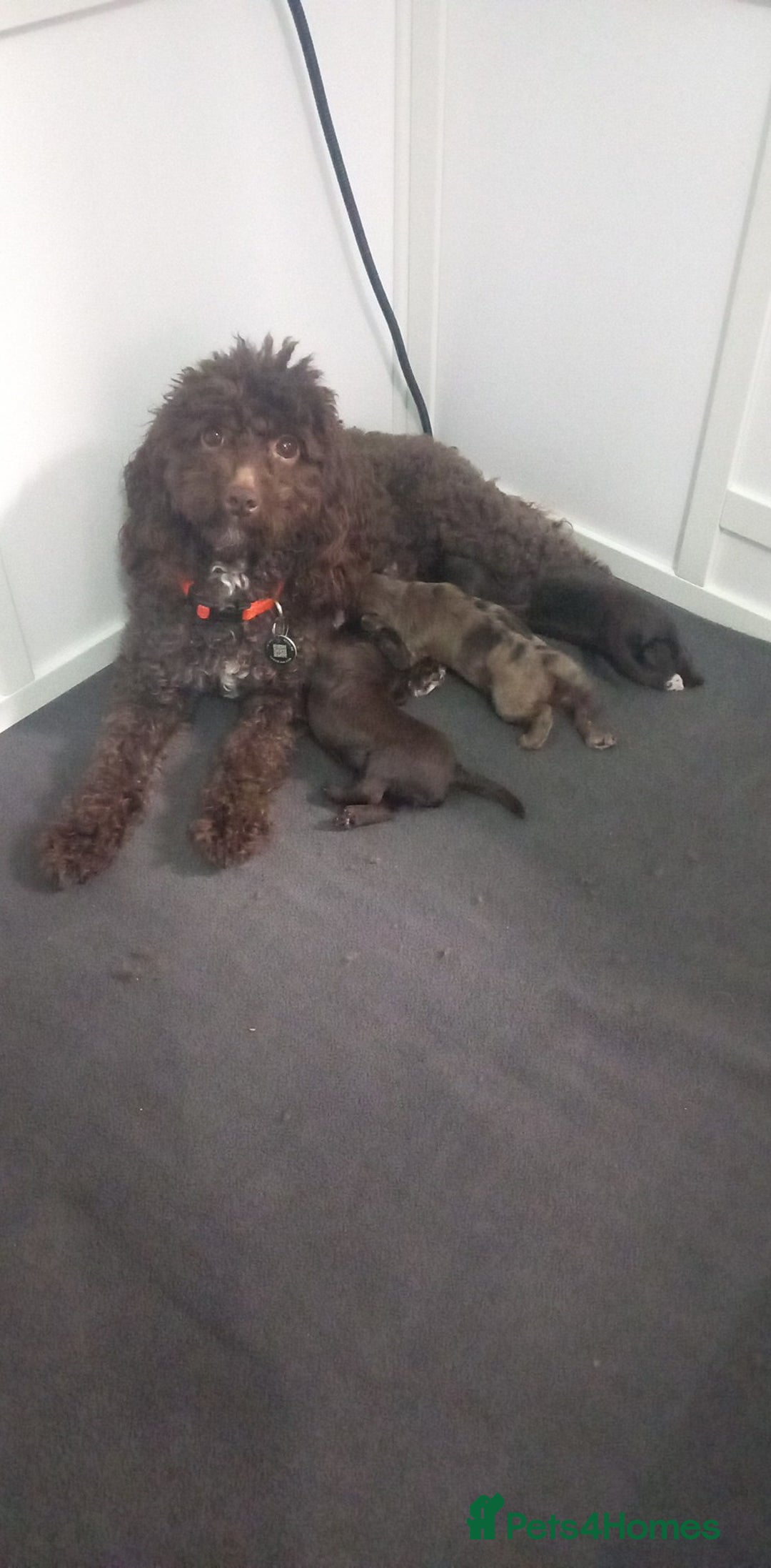 Cockapoo dogs for sale: cockapoo puppies  - Advert 7