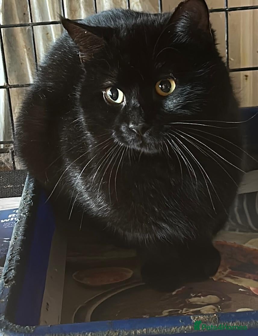 Mixed Breed cats Mr Cheese is looking for forever home in Hook - Advert 2