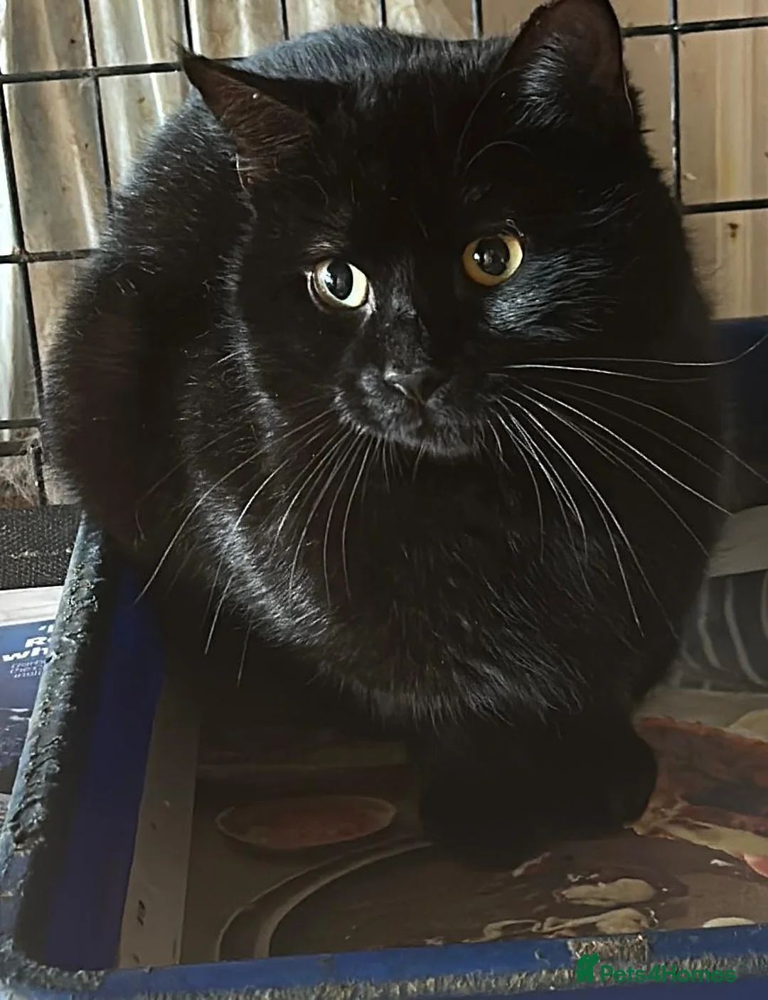 Mixed Breed cats for adoption: Mr Cheese is looking for forever home in Hook - Advert 1