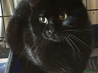 Mixed Breed cats Mr Cheese is looking for forever home in Hook - Advert 2