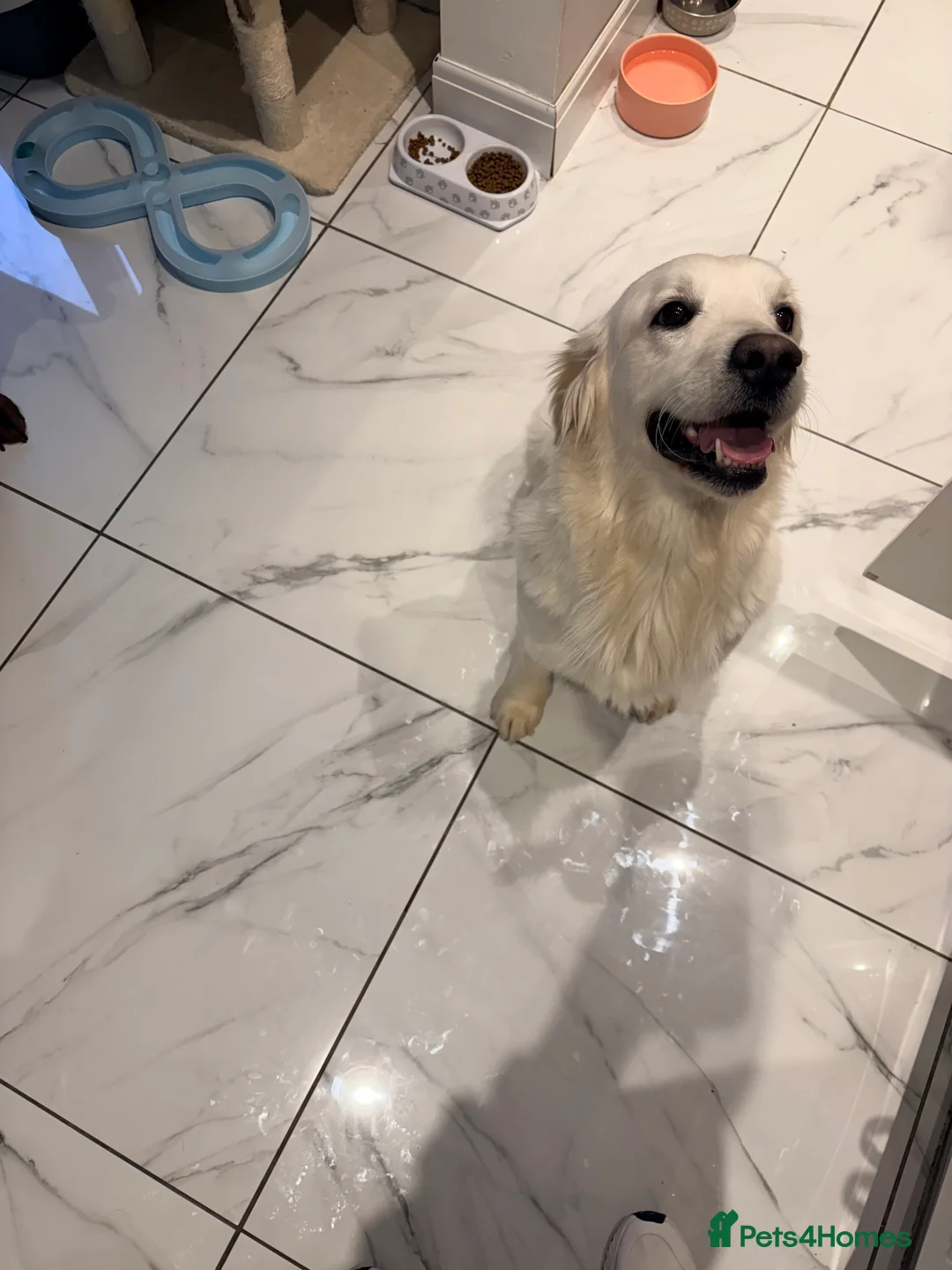 Golden Retriever dogs for sale: 23 month old golden retriever girl - Advert 1