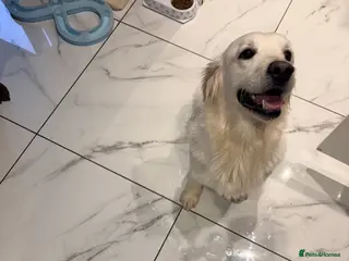 Golden Retriever dogs 23 month old golden retriever girl - Advert 11