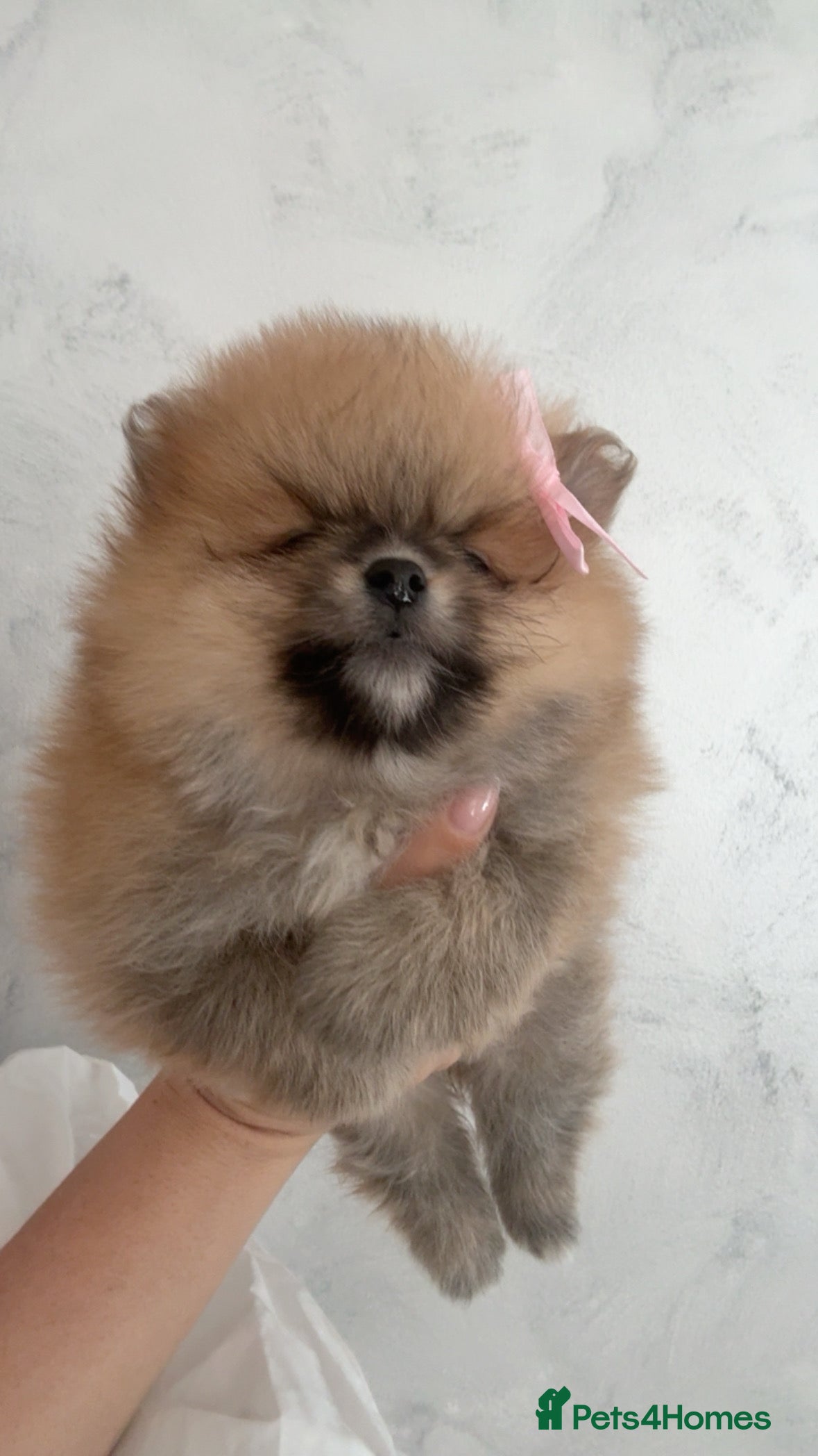 Pomeranian dogs Beautiful   **   Pomeranian  - Advert 2