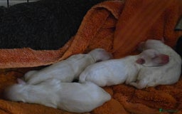 Maltese dogs for sale: 4 maltese girls - Image 1