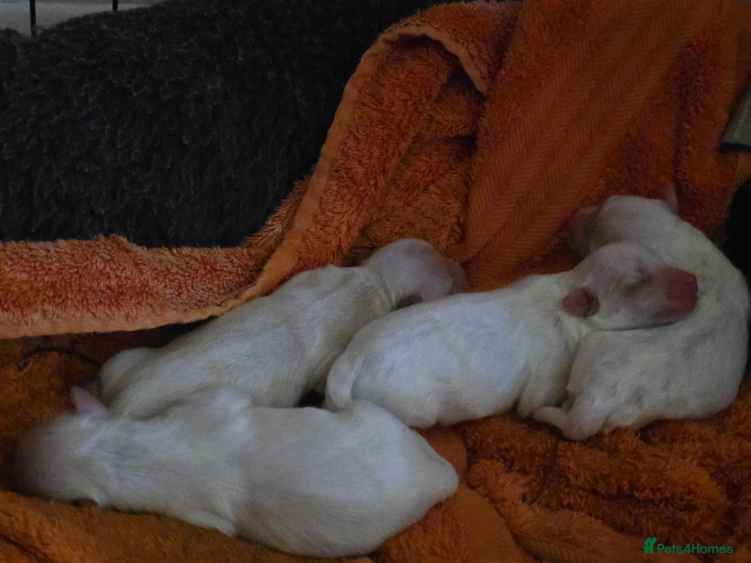 Maltese dogs for sale: 4 maltese girls - Image 1