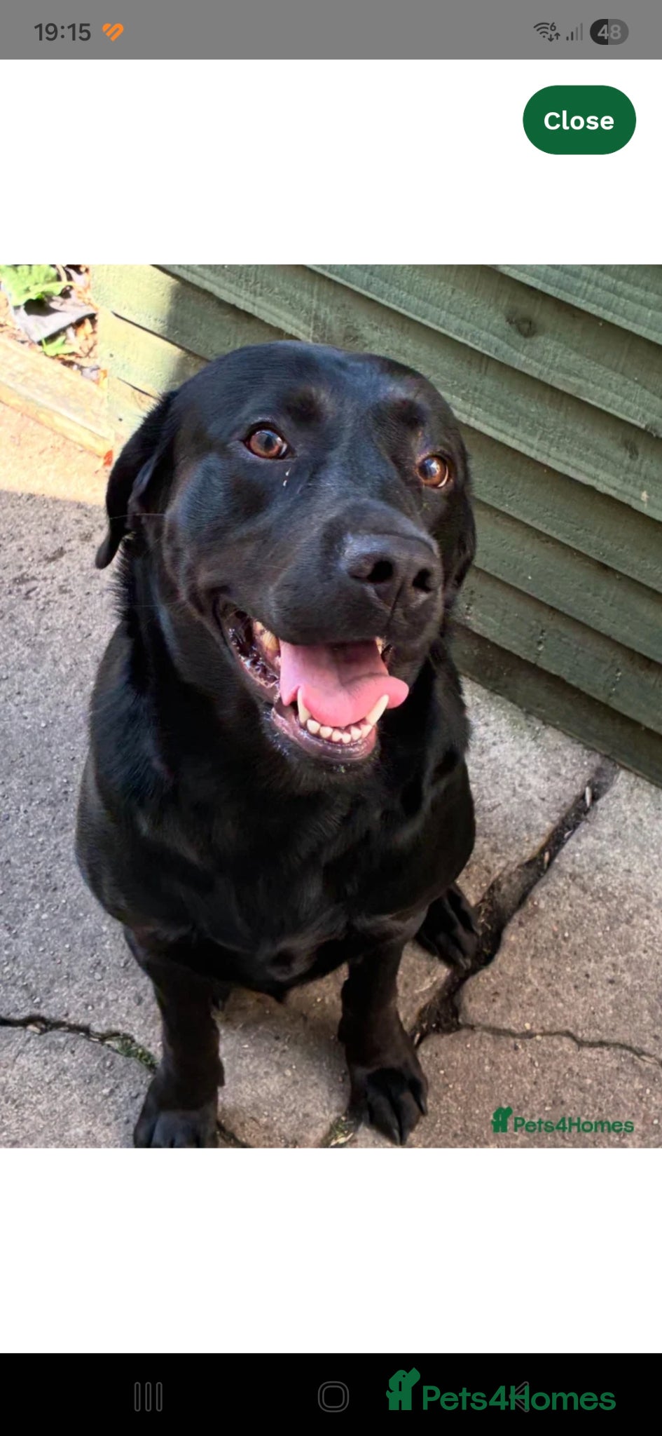 Labrador Retriever dogs 'Ozzy' Pedigree black lab for stud - Advert 1