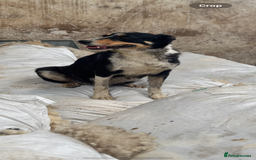 Border Collie dogs for sale: Border Collie Puppies for sale - Image 8
