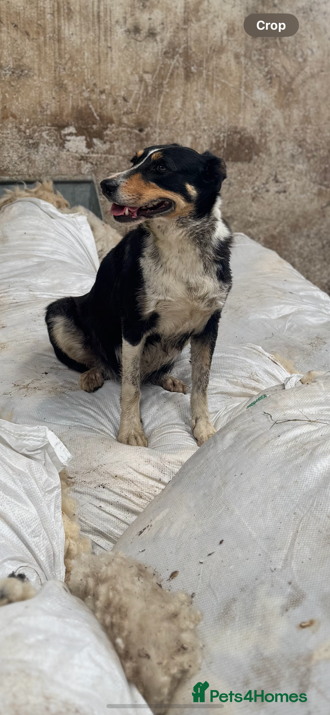 Border Collie dogs for sale: Border Collie Puppies for sale - Image 8