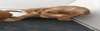 Cockapoo 6