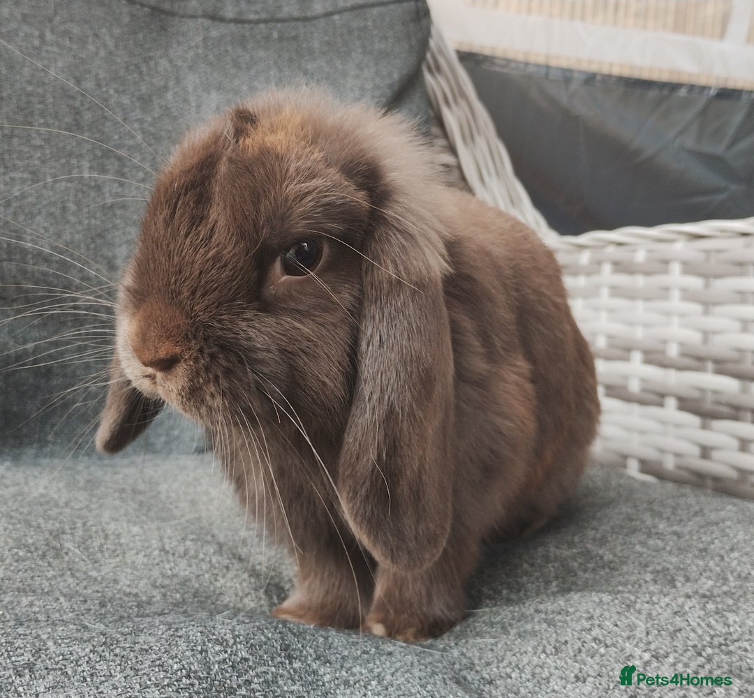 Mini Lop rabbits for sale: Beautiful mini lop doe ready now  - Image 1
