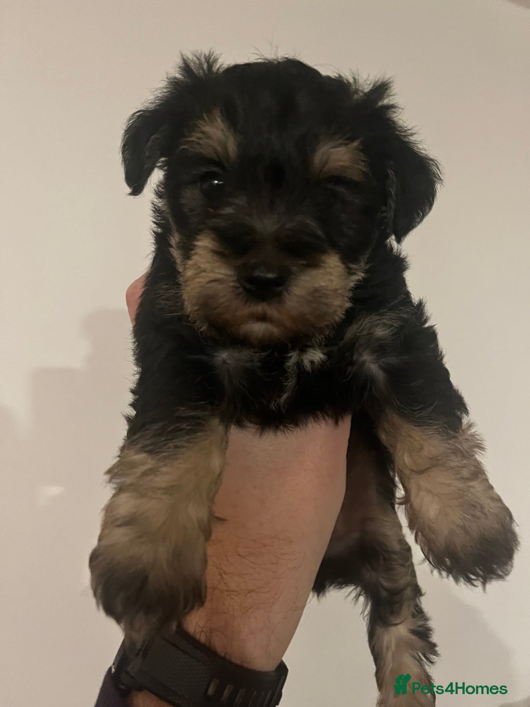 Mixed Breed dogs for sale: Schnorkie puppies - pedigree Schnauzer Dad - Advert 14