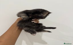 Munchkin cats for sale: beautiful short legged munchkins - Advert 13