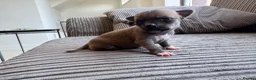 Chihuahua dogs for sale: Chihuahua Puppies - Advert 19