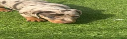Dachshund dogs for sale: Beautiful, loving, Daschound babies - Advert 9