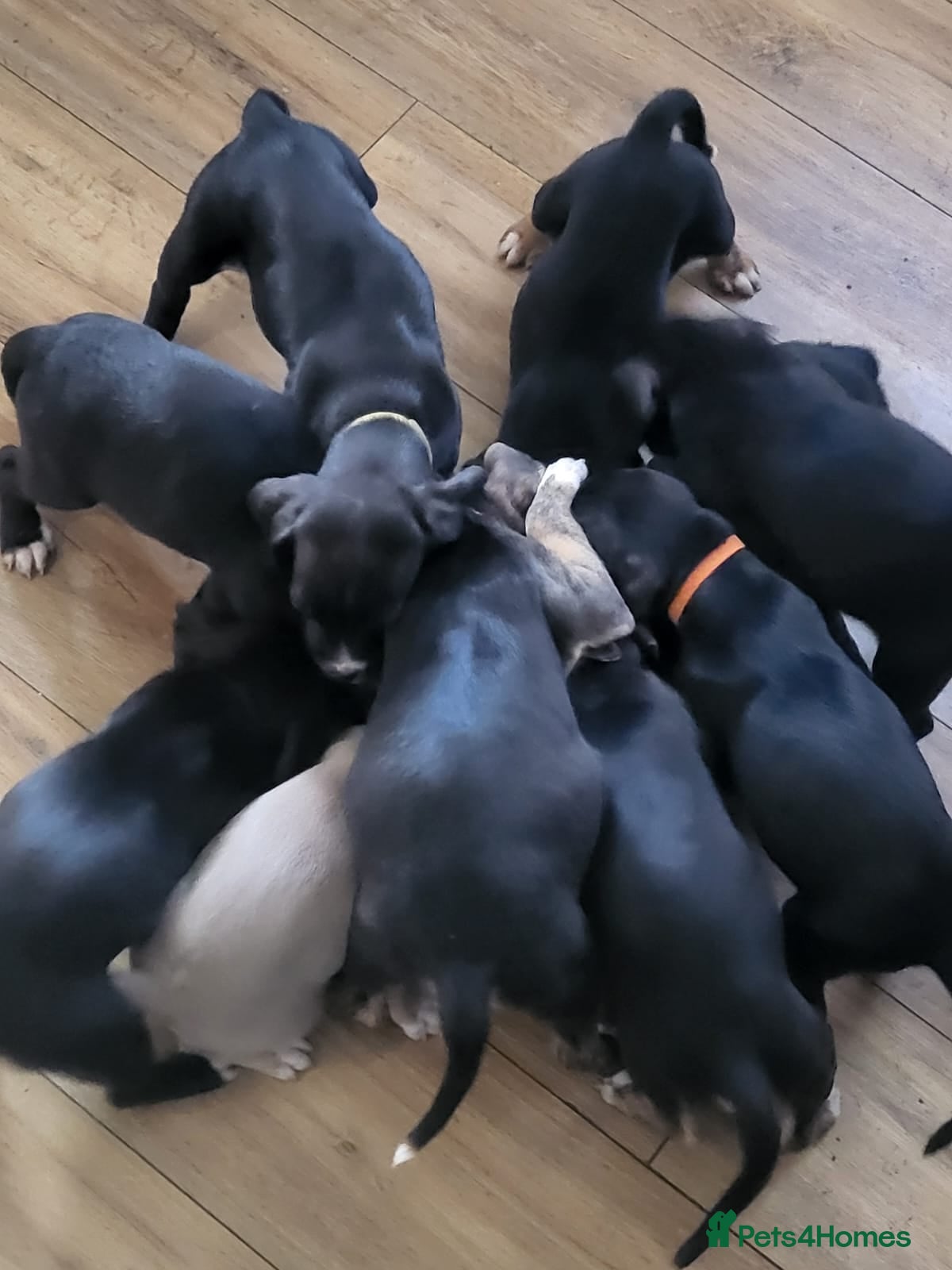 Mixed Breed dogs Accidental litter - Advert 16