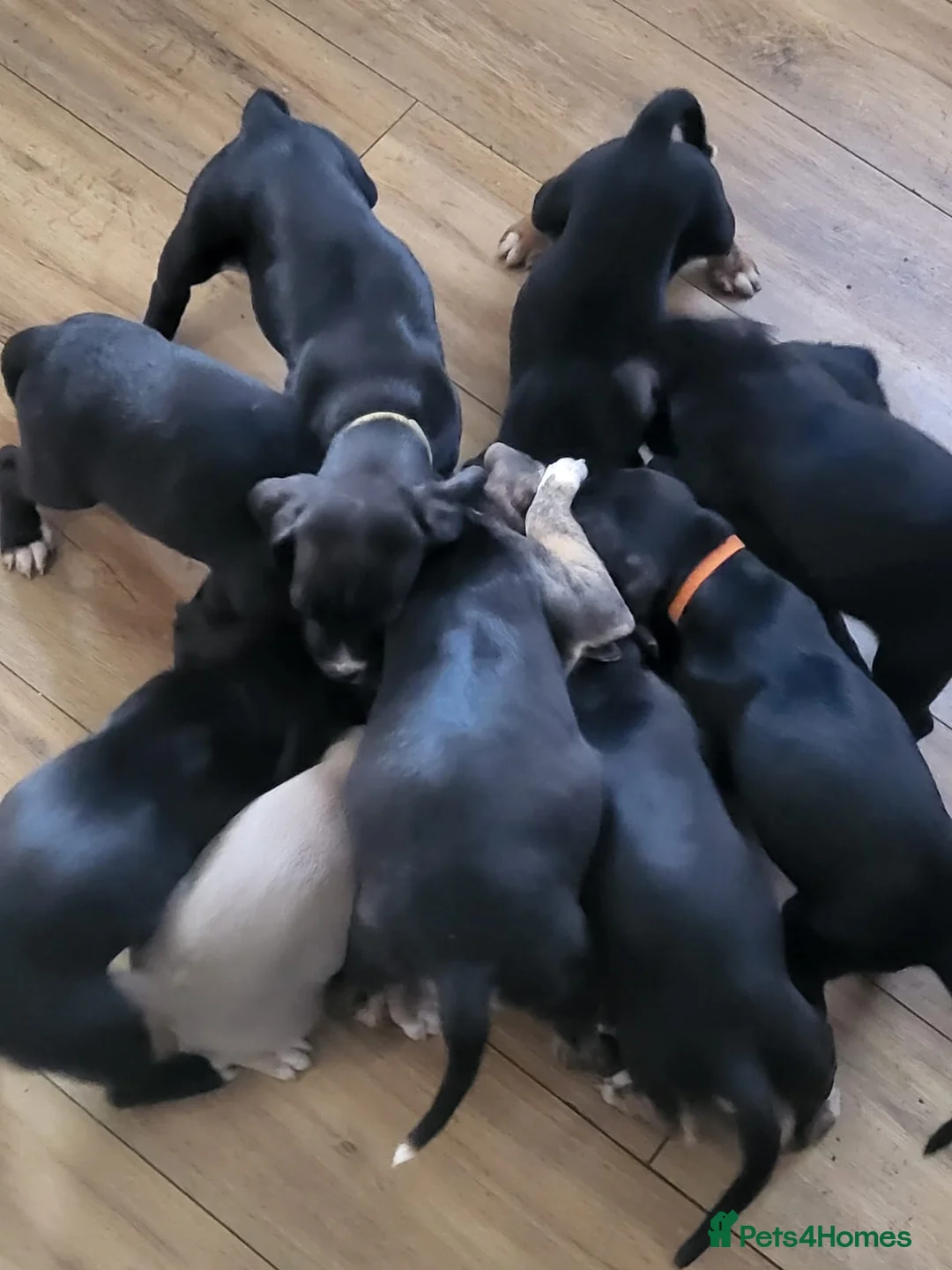 Mixed Breed dogs for sale: Accidental litter in Caernarfon - Advert 1