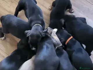 Mixed Breed dogs Accidental litter - Advert 16