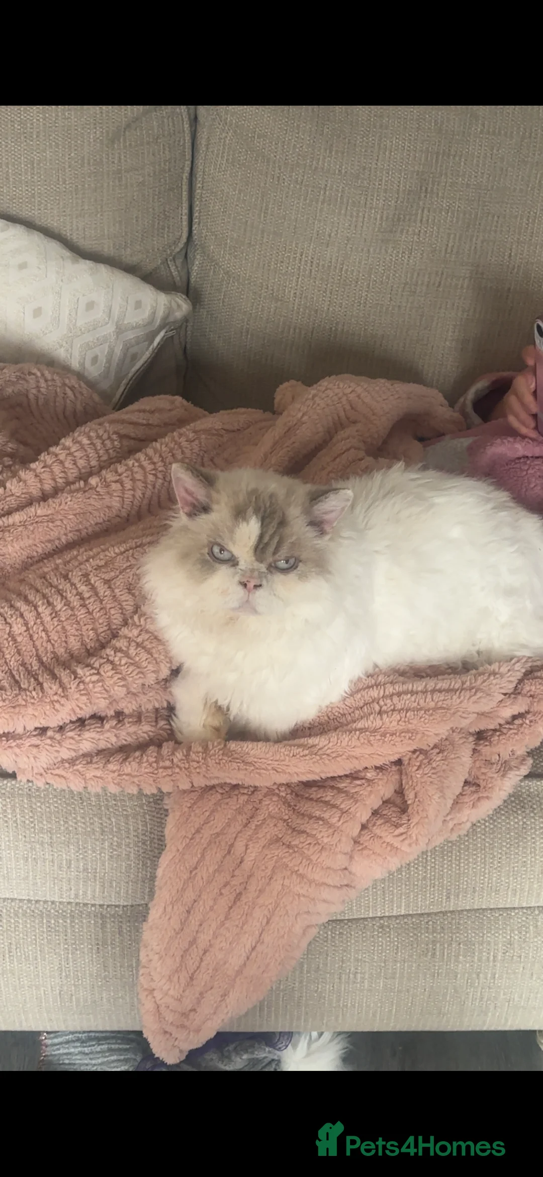 Selkirk Rex cats for sale: selkirk rex X persian  - Advert 4