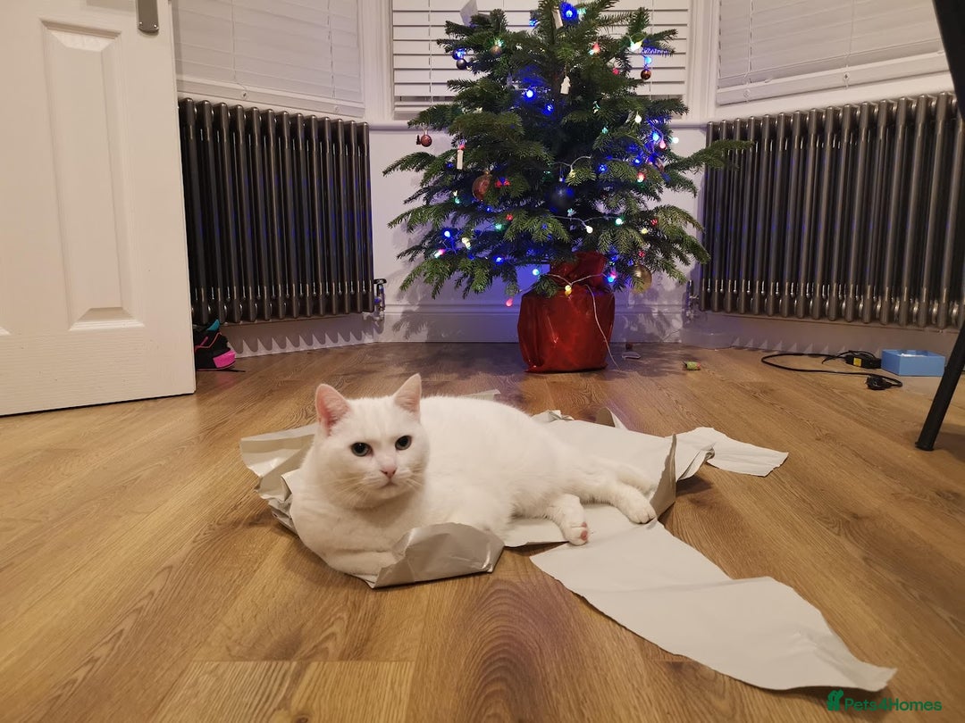 European cats for sale: White the Cat is Looking for a Loving Home - Image 7