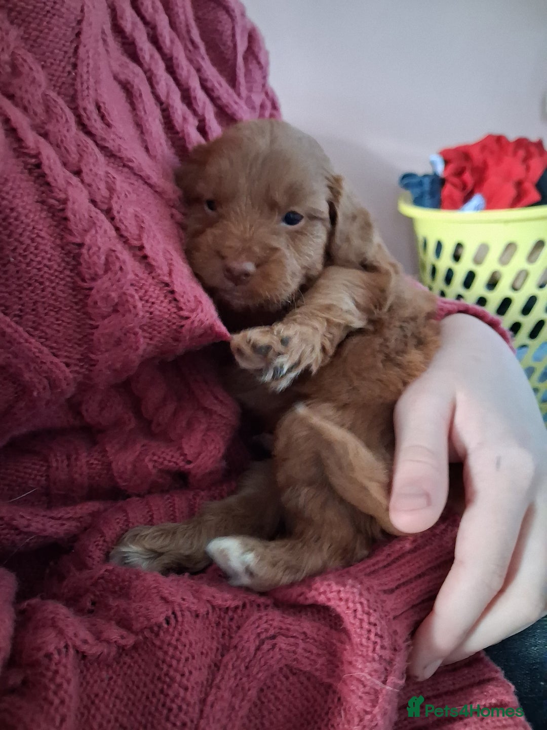 Cockapoo dogs for sale: ** ADORABLE COCKAPOO PUPPIES ** - Advert 16