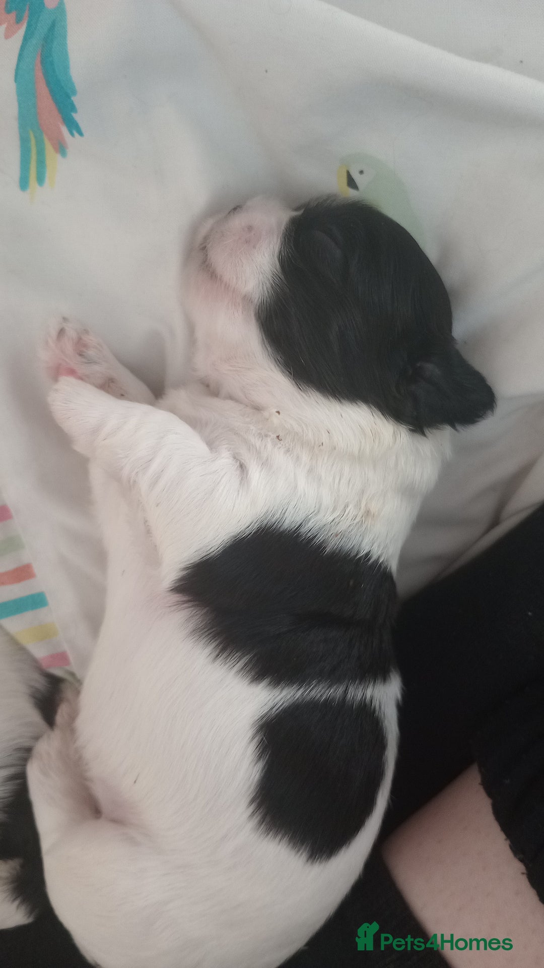 Shih Tzu dogs for sale: Adorable shih-tzu puppies - Advert 10