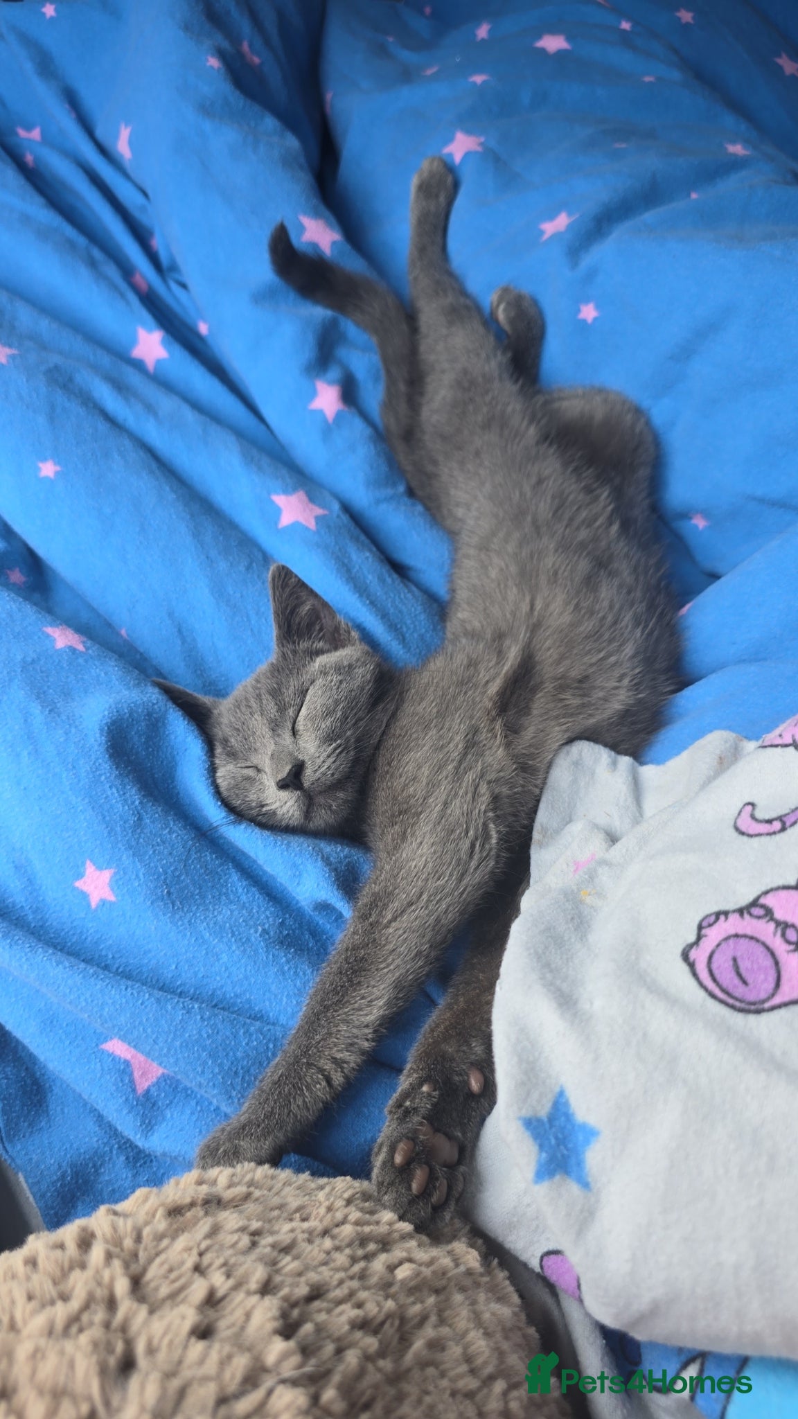 Mixed Breed cats Kittens looking for their forever homes - Advert 2