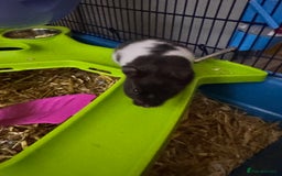 Hamster rodents for sale: Dark brown & white, female, Syrian Hamster - Image 1