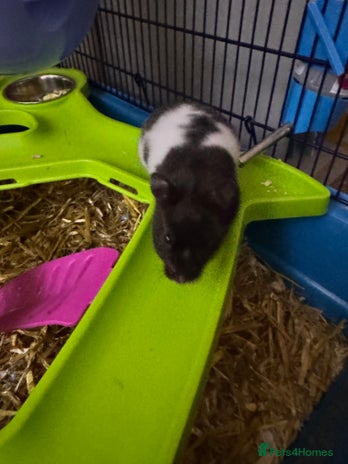 Hamster rodents - Advert 1