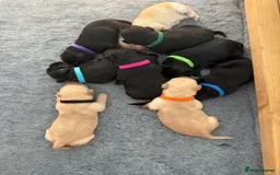 Labrador Retriever dogs for sale: Working Labrador Retriever Puppies - Image 7