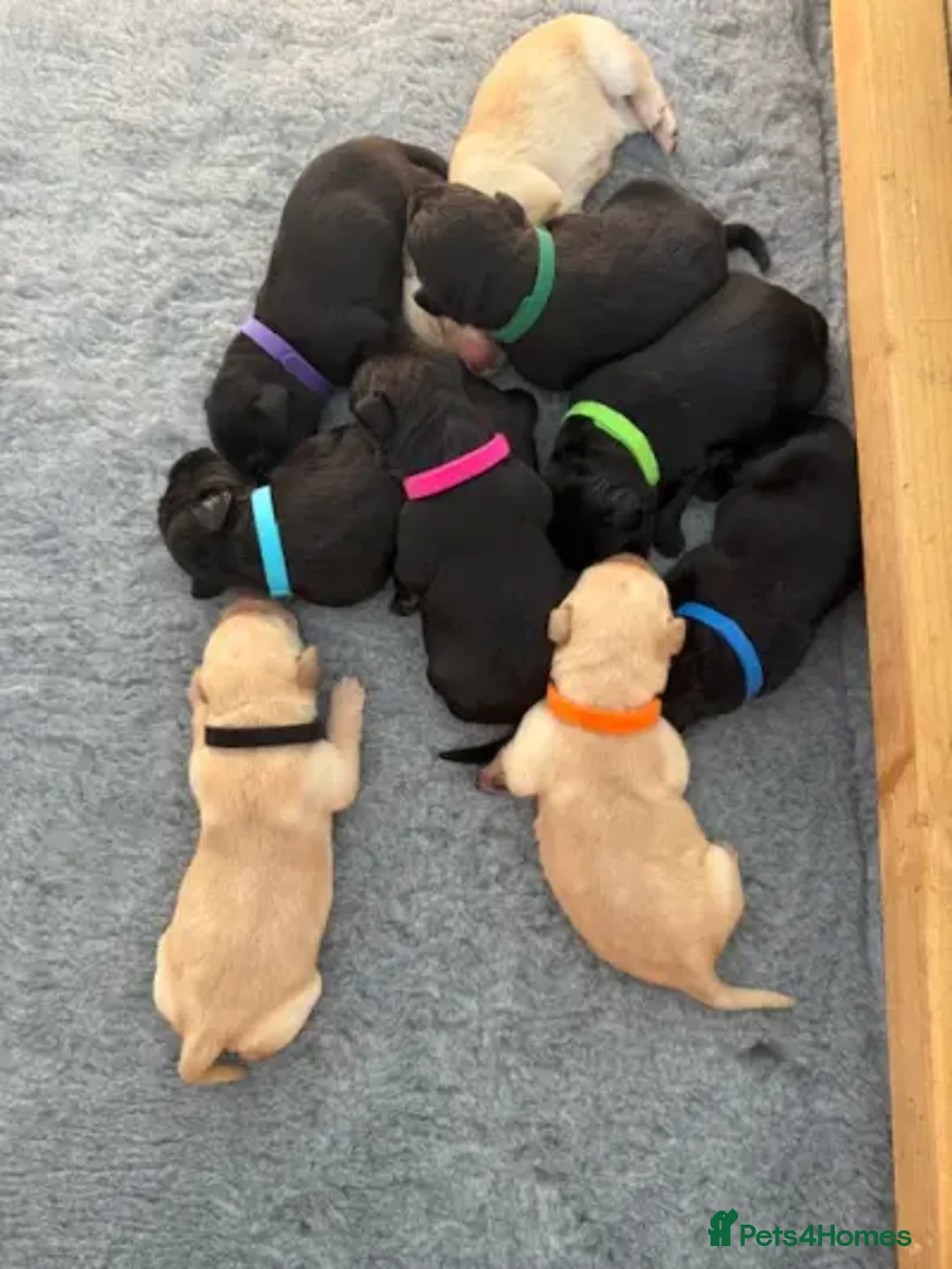 Labrador Retriever dogs for sale: Working Labrador Retriever Puppies - Image 7