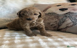 Goldendoodle dogs for sale: Goldendoodle Double Doodle pups for sale - Image 18