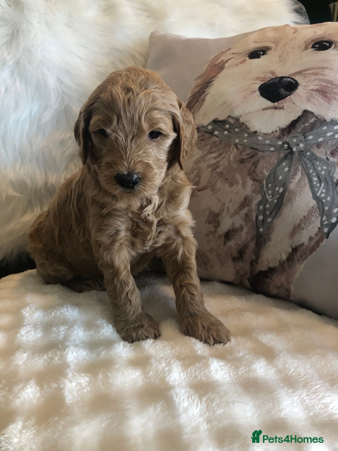 Goldendoodle dogs for sale: Goldendoodle Double Doodle pups for sale - Image 18