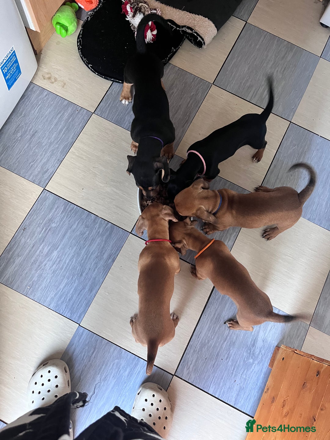 Mixed Breed dogs for sale: 15 week old boy jaxdax , last of the litter of 5  - Image 7