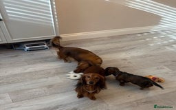 Miniature Dachshund dogs for sale: Last Mini Longhaired Dachshund Girl - READY NOW - Image 3