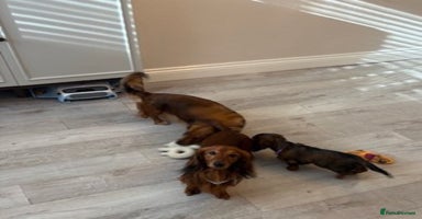 Miniature Dachshund dogs - Advert 12