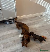 Miniature Dachshund dogs - Advert 12