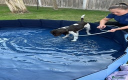 English Springer Spaniel dogs for sale: Reggie the 6 month springer spaniel  - Image 5