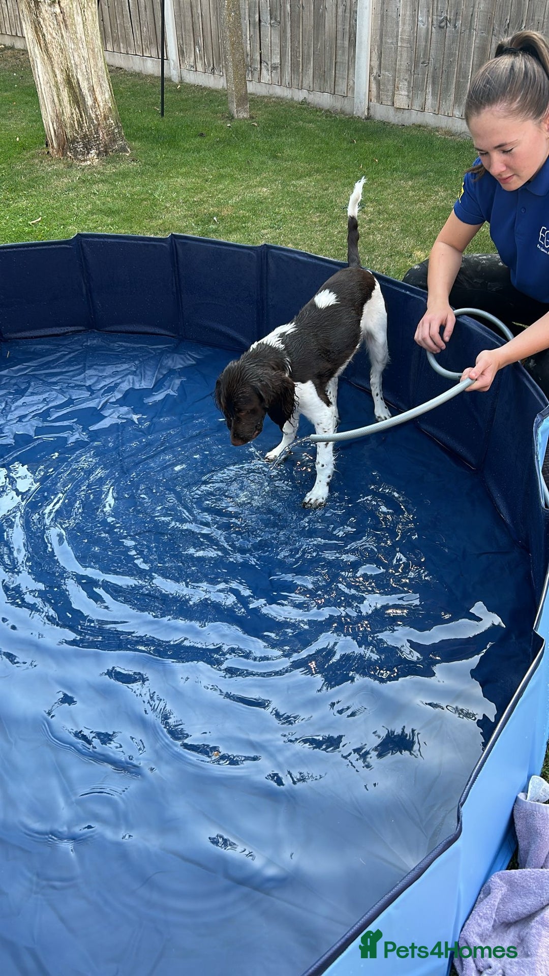 English Springer Spaniel dogs for sale: Reggie the 6 month springer spaniel  - Image 5