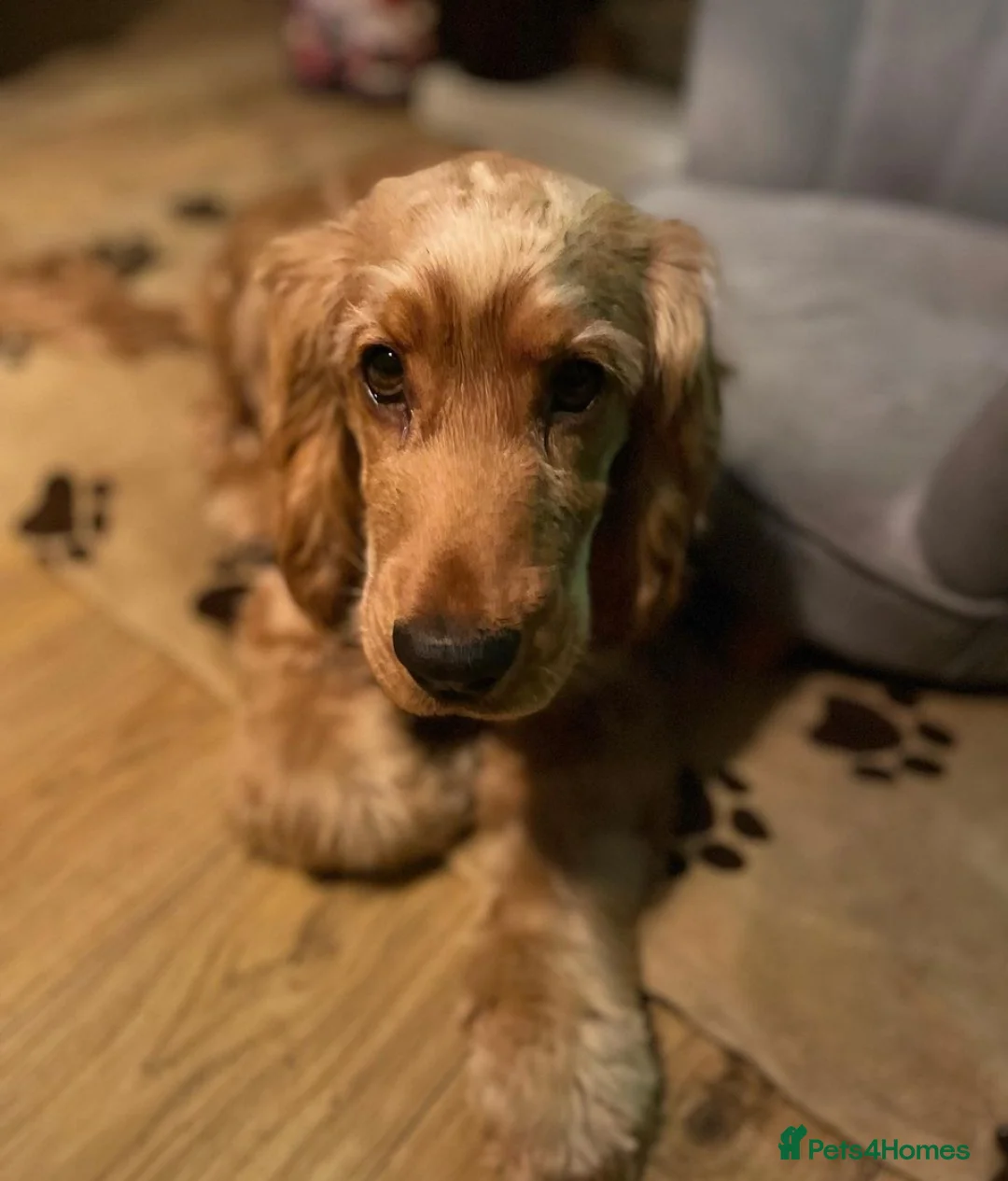 Cocker Spaniel dogs for stud: Show cocker Stud only in Lincoln - Advert 4