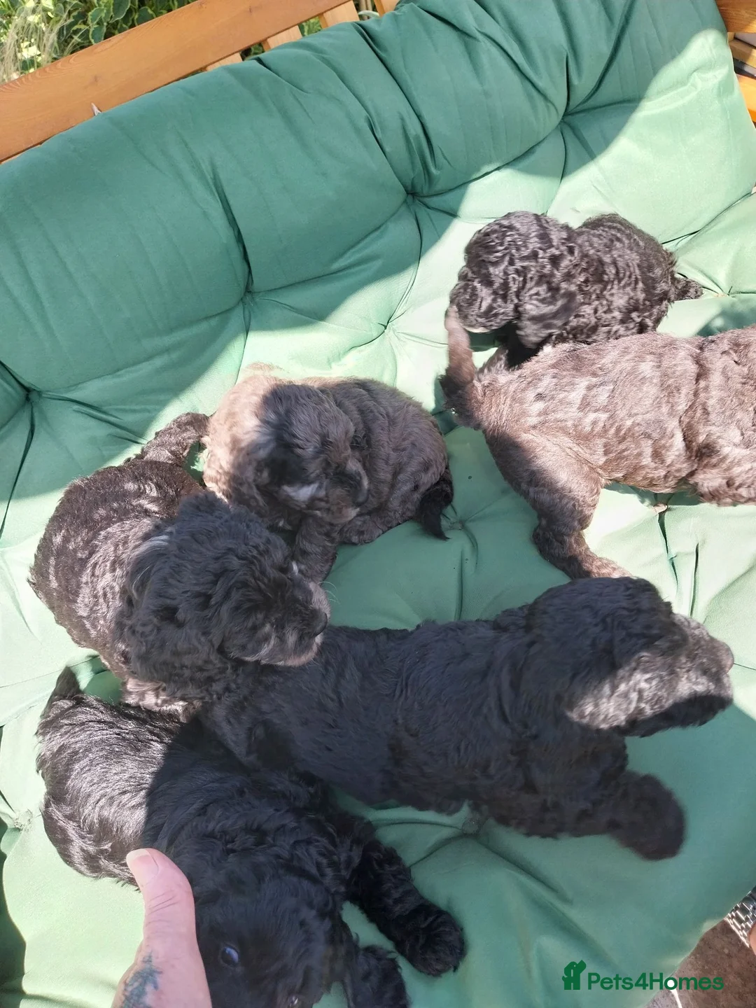 Cockapoo dogs for sale: Cockapoo F1b Puppies  - Advert 1