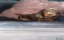 Miniature Dachshund dogs for sale: 5 gorgeous mini dachshund puppies - Image 20