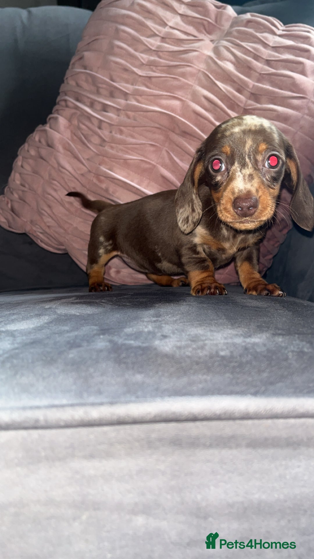 Miniature Dachshund dogs for sale: 5 gorgeous mini dachshund puppies - Image 20