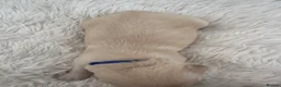 Golden Retriever dogs for sale: Golden retriever puppies  - Advert 12