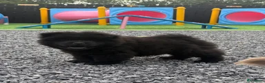 Black chow chow male 2